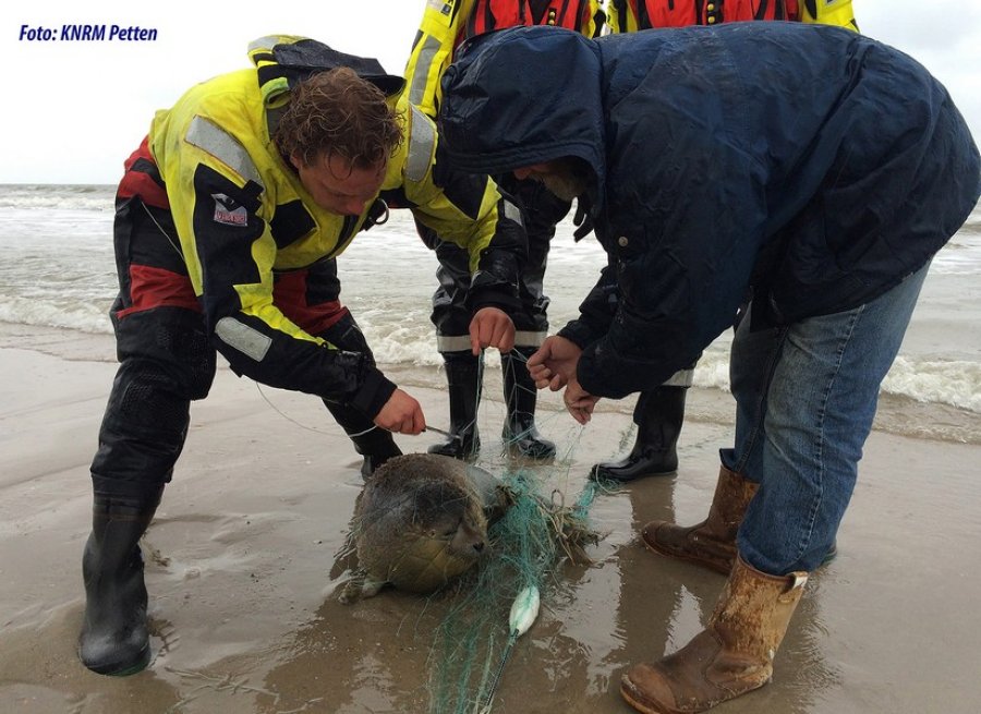 Jonge zeehond van wisse dood gered